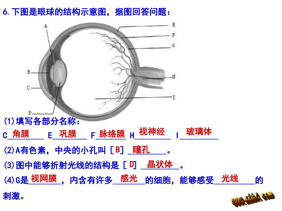 复习课件第四单元-第六章人体生命活动的调节_第2页