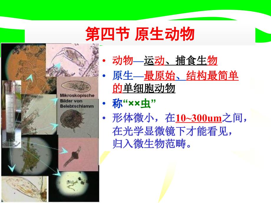 第四节原生动物_第1页
