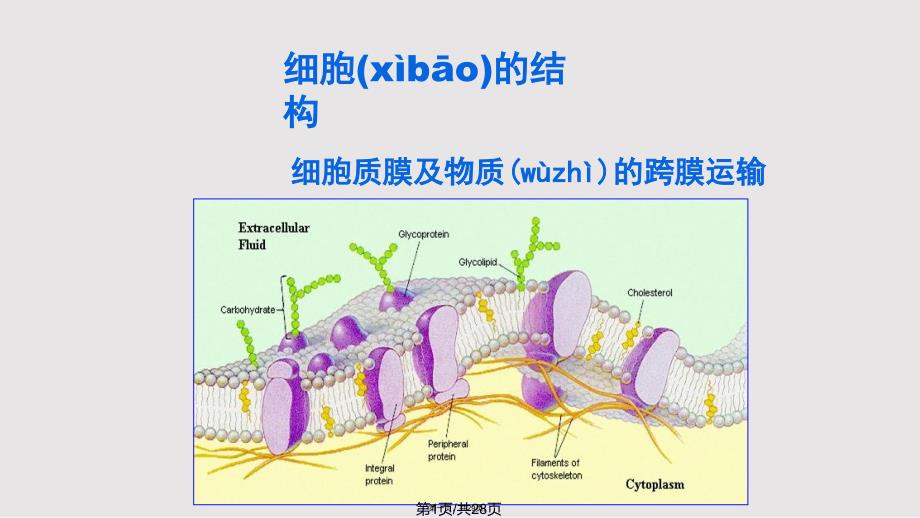 Chapter生物膜的组成与结构实用教案_第1页