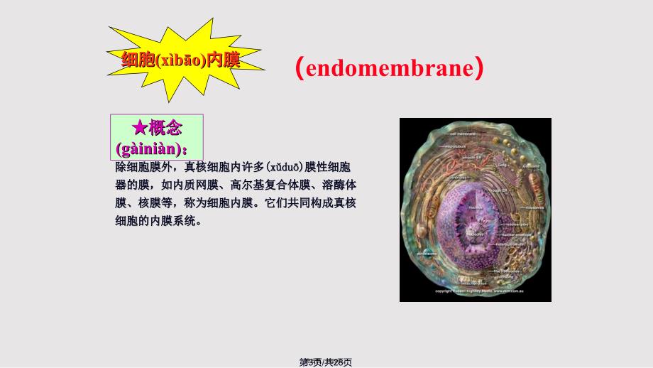 Chapter生物膜的组成与结构实用教案_第3页