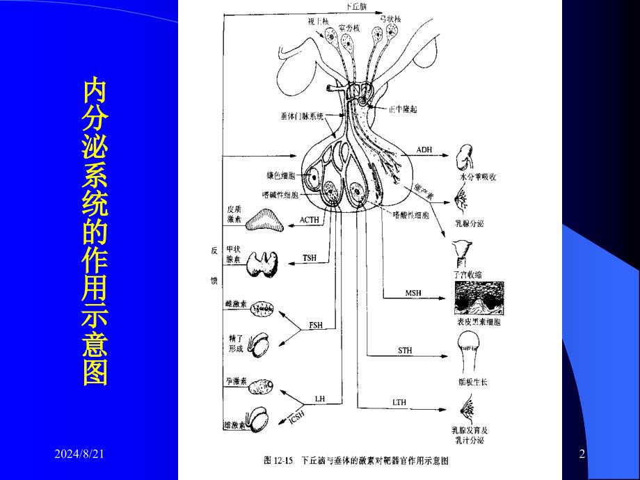 内分泌系统与代谢动物模型精选文档_第2页