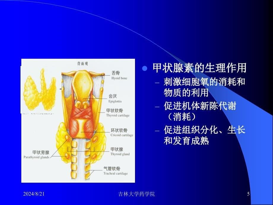 内分泌系统与代谢动物模型精选文档_第5页