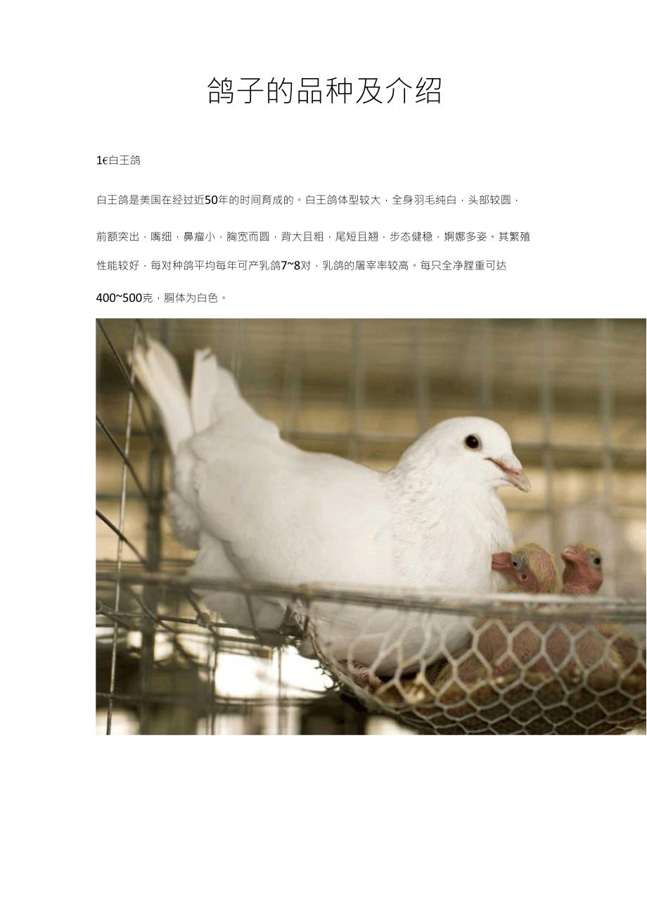 鸽子的品种及详解(配图)_第1页
