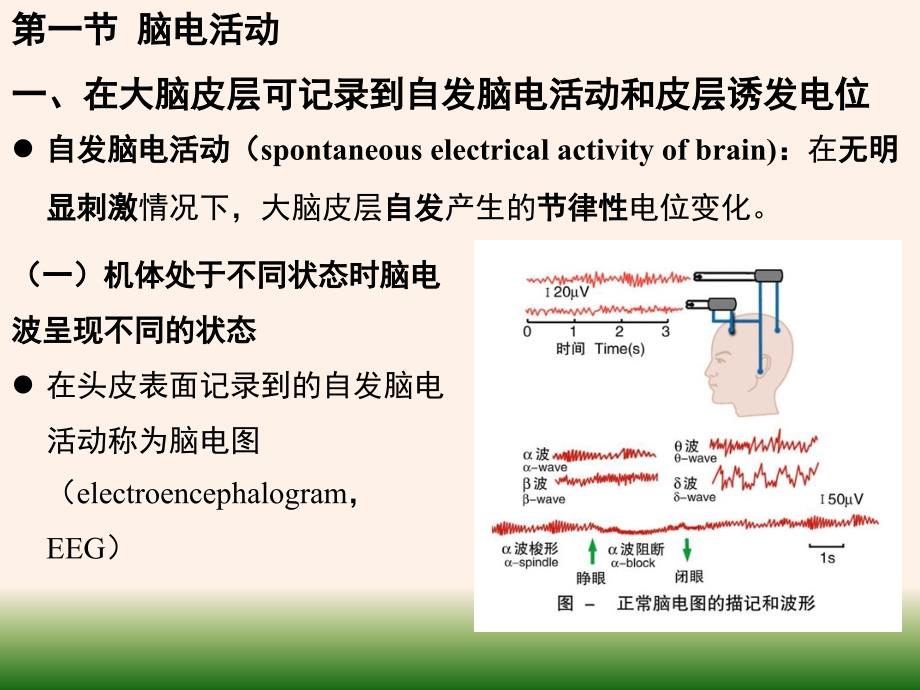 脑电活动及睡眠和觉醒课件_第2页