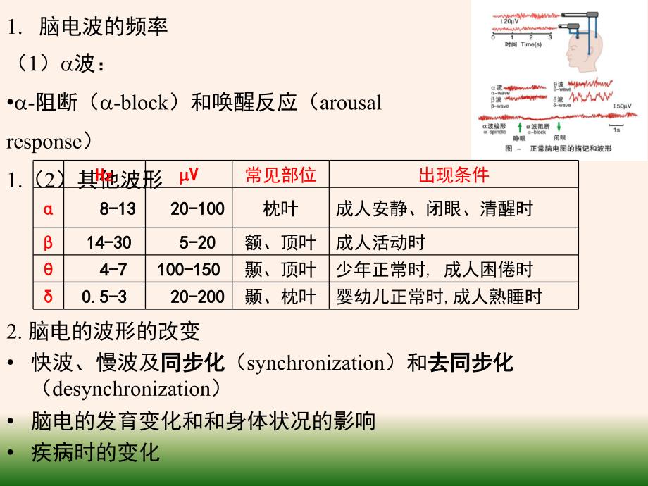 脑电活动及睡眠和觉醒课件_第3页