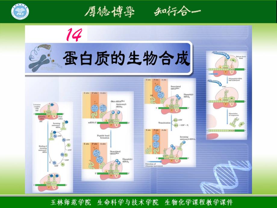 季期生化理论授课课件14 蛋白质的生物合成_第1页