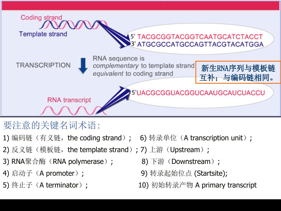 02第2章原核基因表达及其调控_第3页