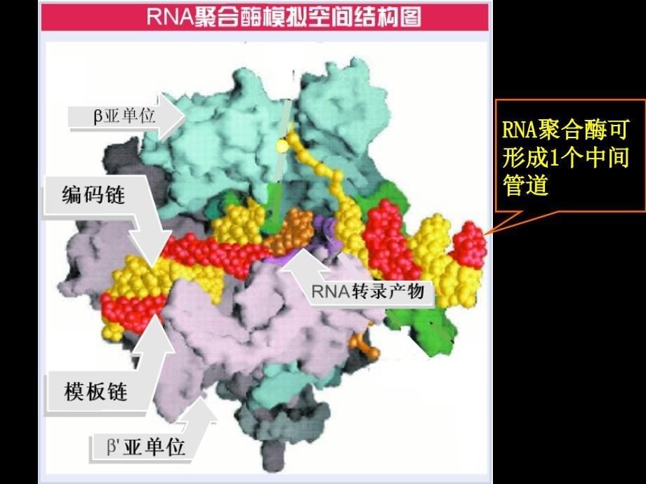 02第2章原核基因表达及其调控_第5页