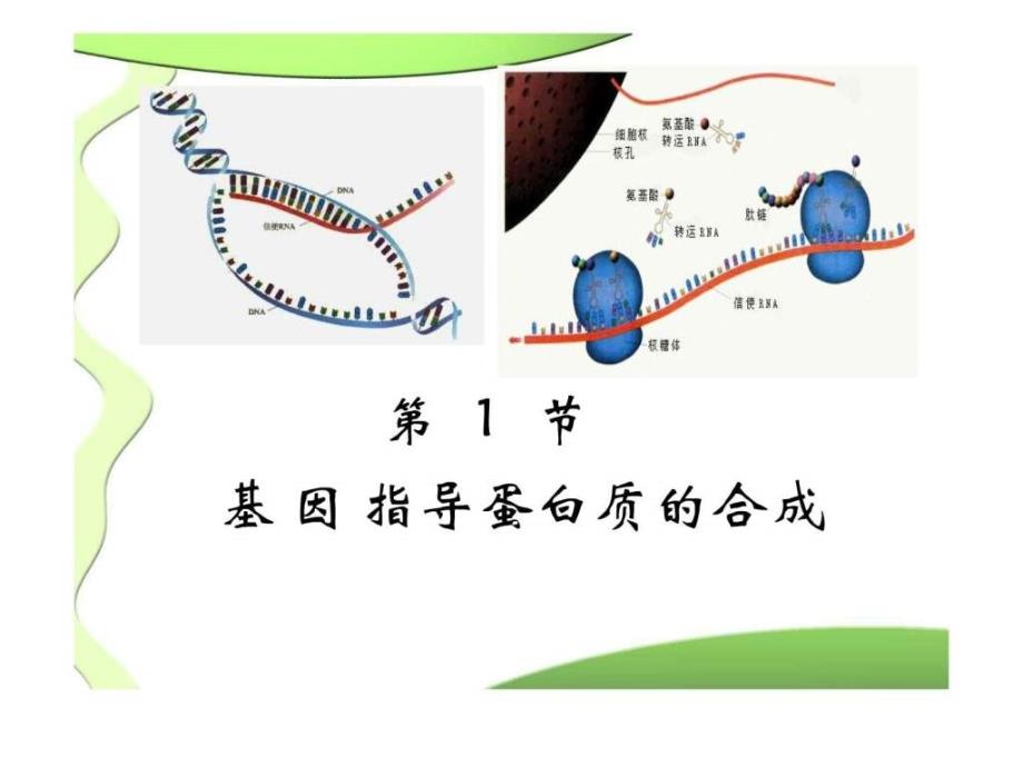 高一生物必修二优质课件基因指导蛋白质的合成_第1页