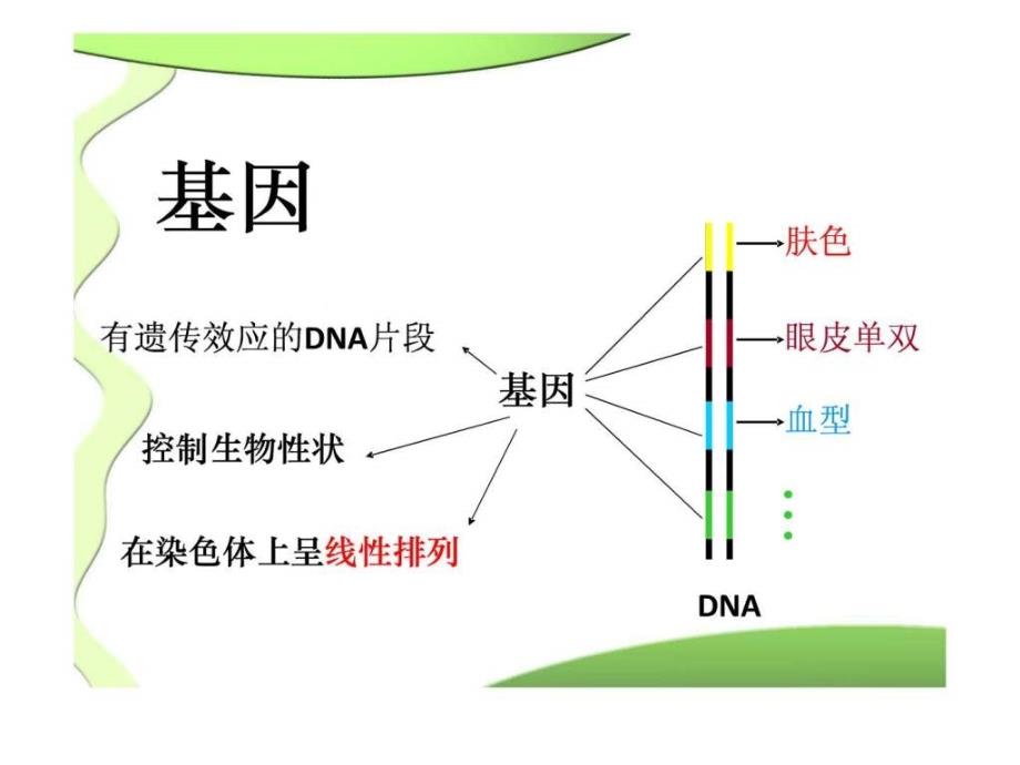 高一生物必修二优质课件基因指导蛋白质的合成_第2页