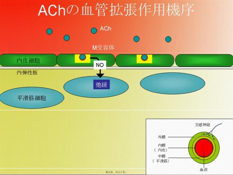 胆碱受体激动剂课件_第5页