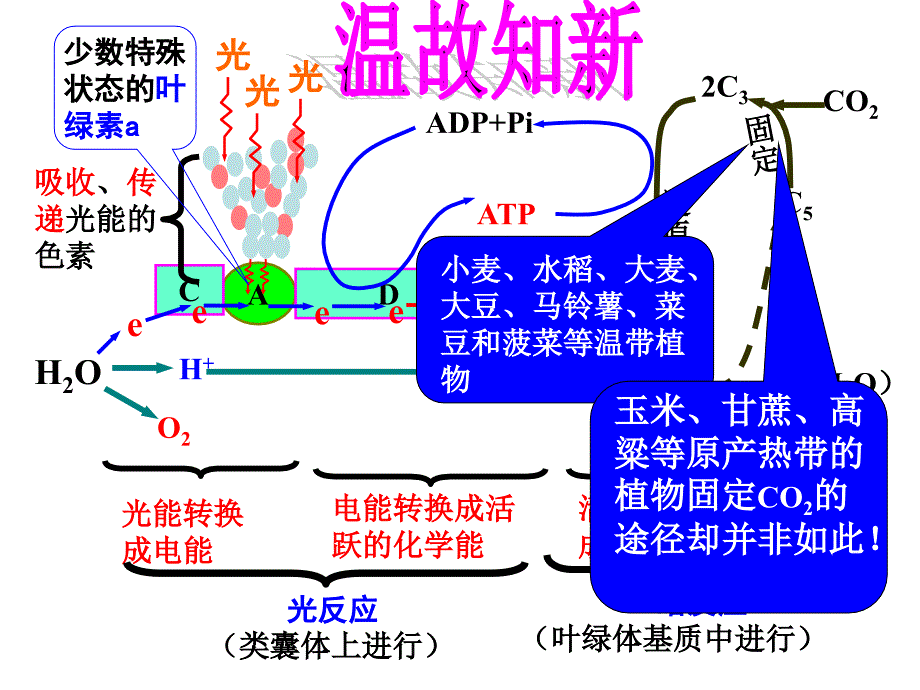 C3植物和C4植物_第3页