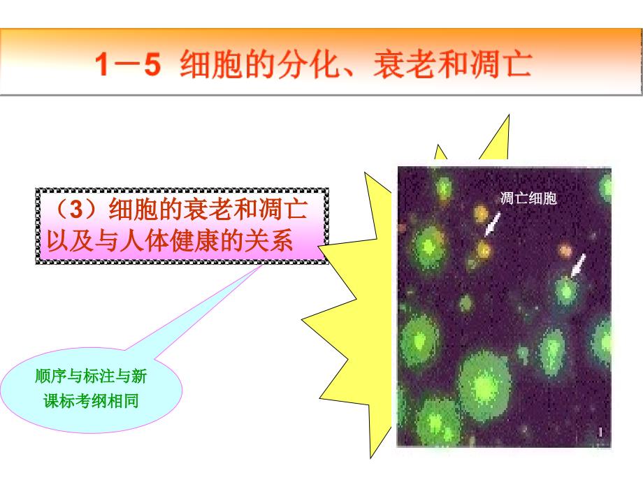 细胞的分化、衰老和凋亡_第2页