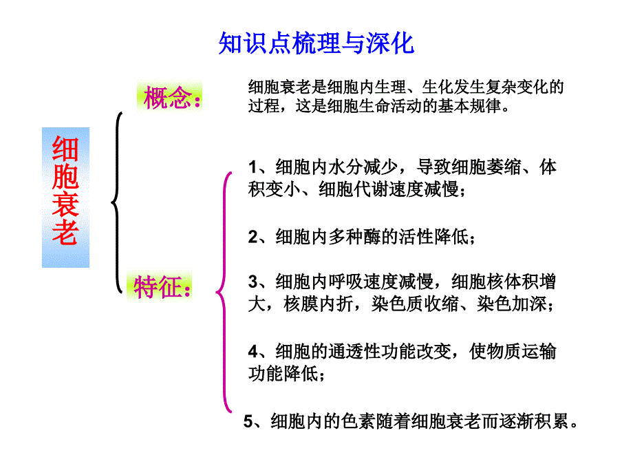 细胞的分化、衰老和凋亡_第3页