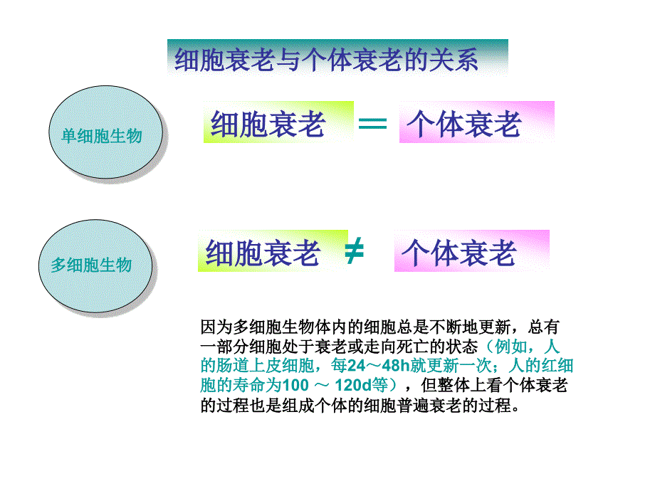 细胞的分化、衰老和凋亡_第4页