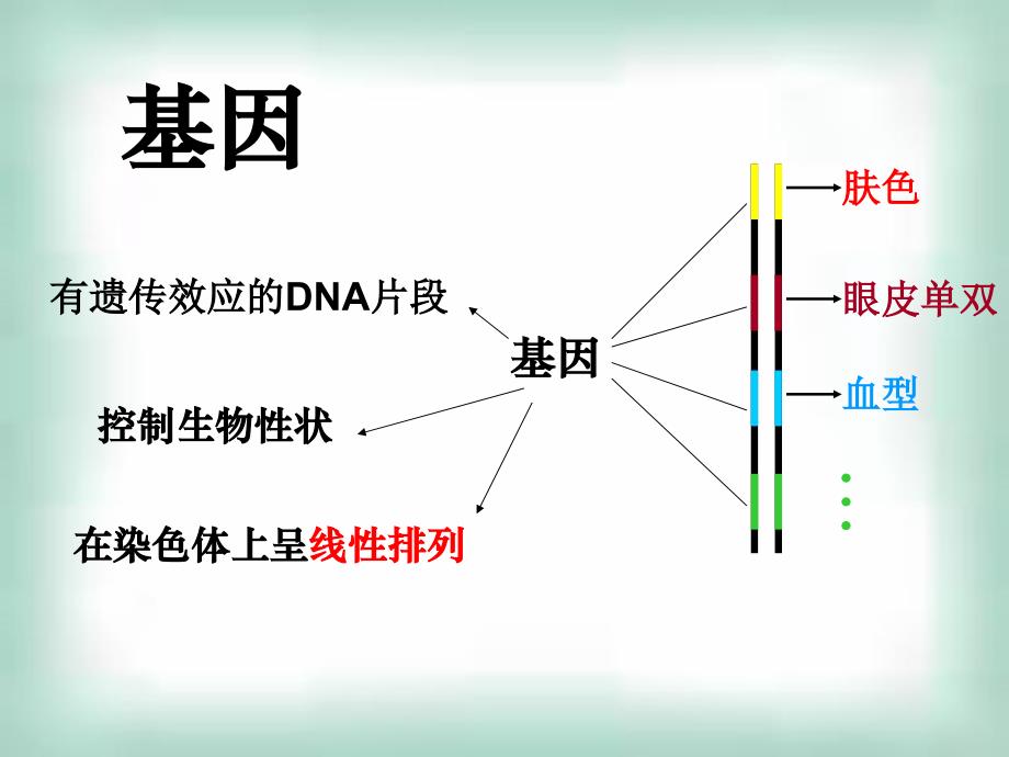 高中生物《41基因指导蛋白质的合成》课件新人教版必修2_第2页