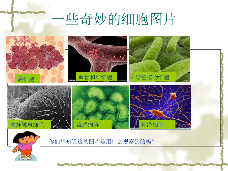 用显微镜观察身边的生命世界(一)_2_第1页