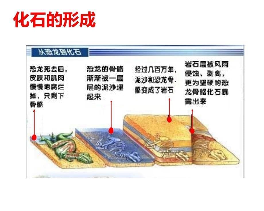 生物进化的历程_第5页