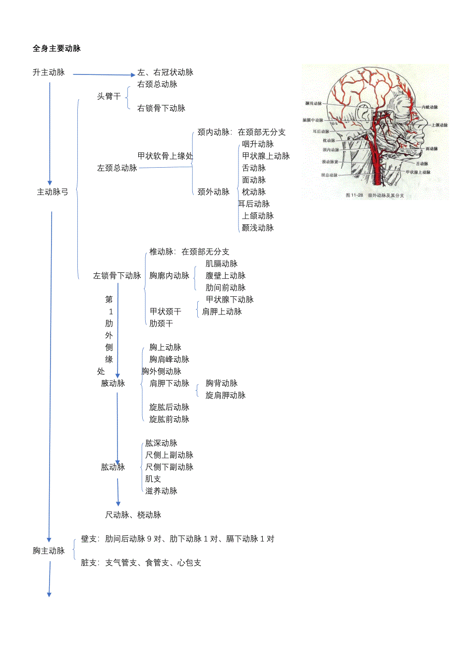全身主要动脉分布及解剖图片_第1页