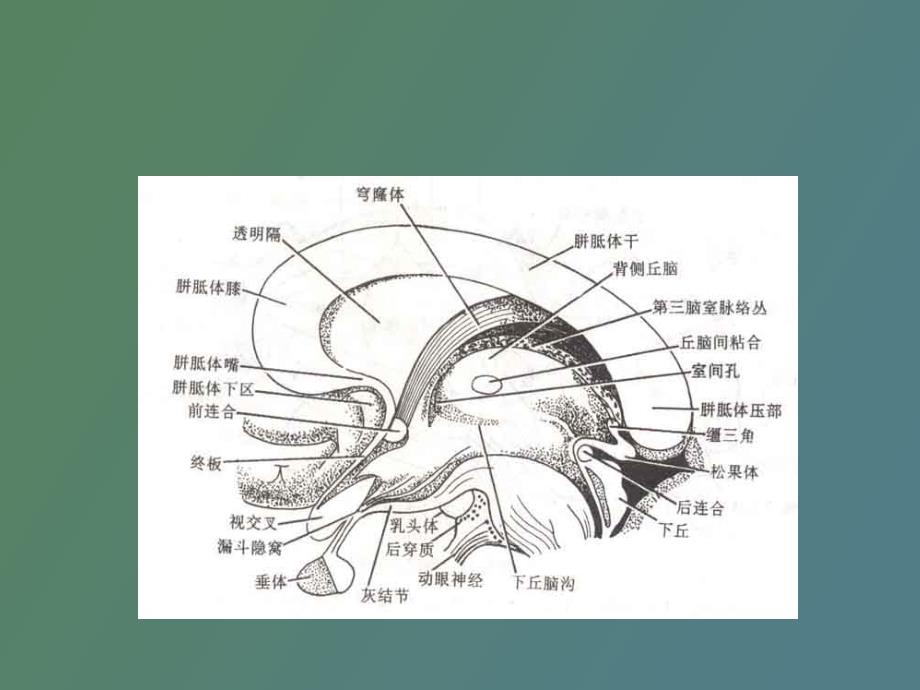 丘脑结构及功能_第3页