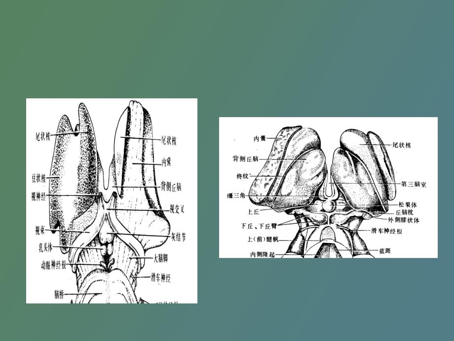 丘脑结构及功能_第4页