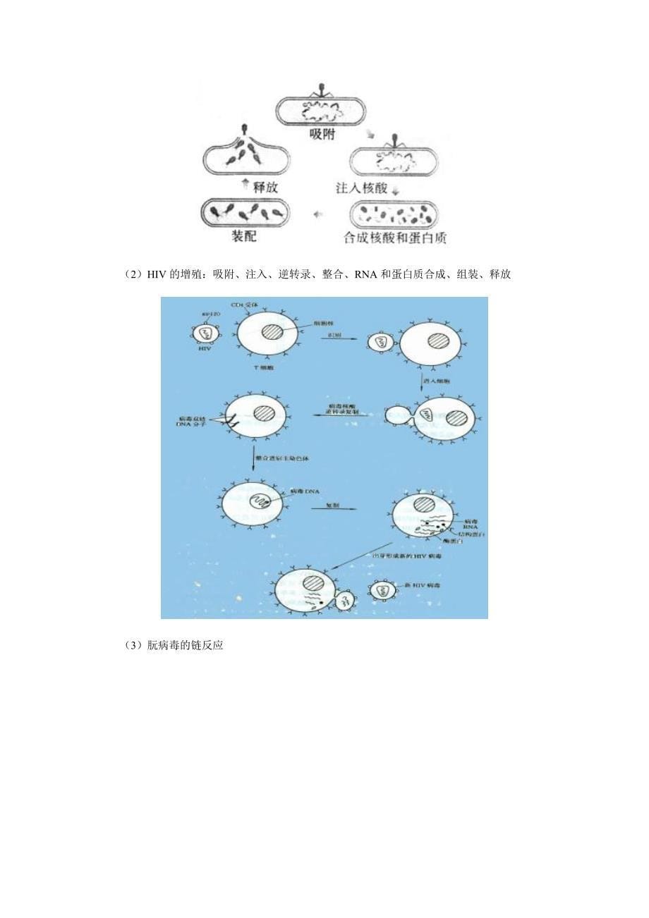 高三生物总复习提纲_第5页