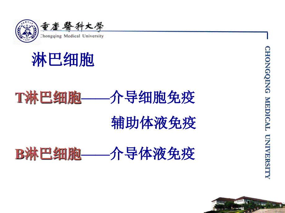 医学免疫学：第10章 T淋巴细胞_第3页