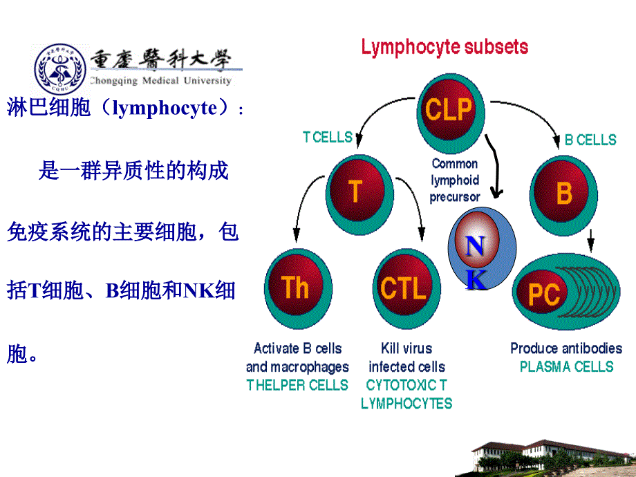 医学免疫学：第10章 T淋巴细胞_第4页