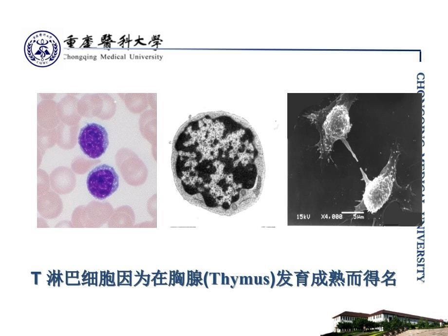 医学免疫学：第10章 T淋巴细胞_第5页