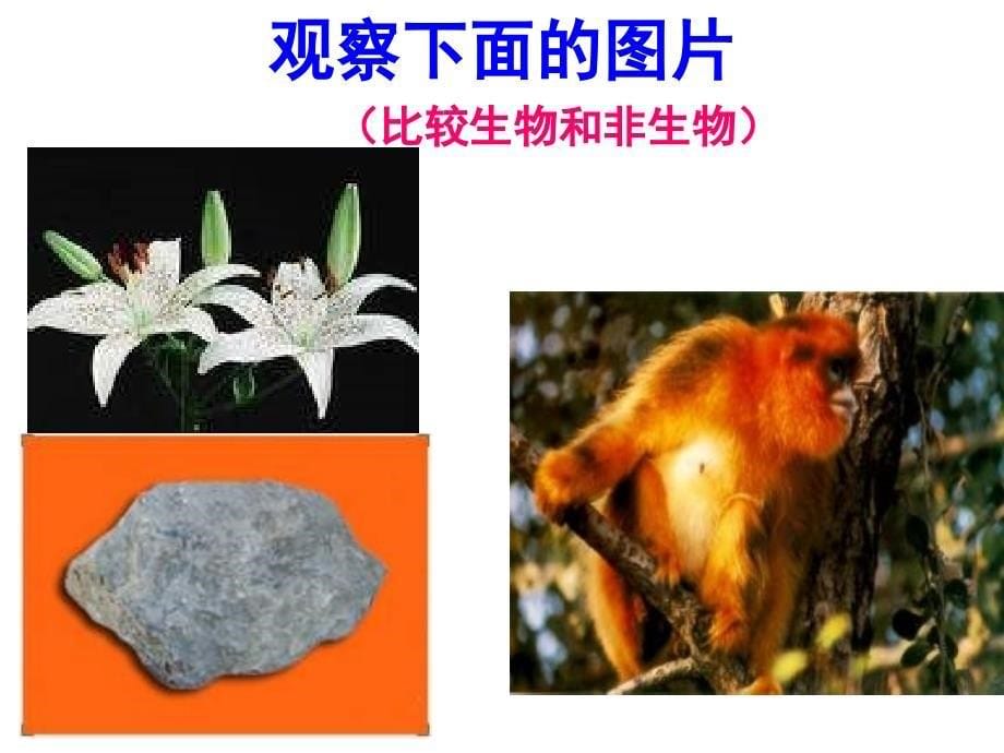 认识生物生物的特征课件(用).ppt_第5页