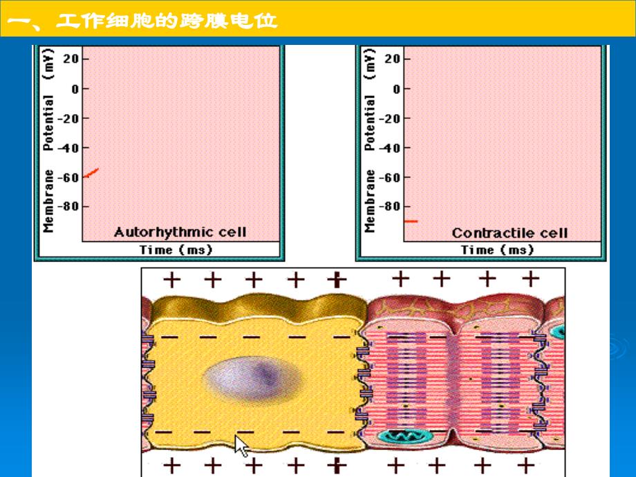 心肌细胞的电活动_第2页