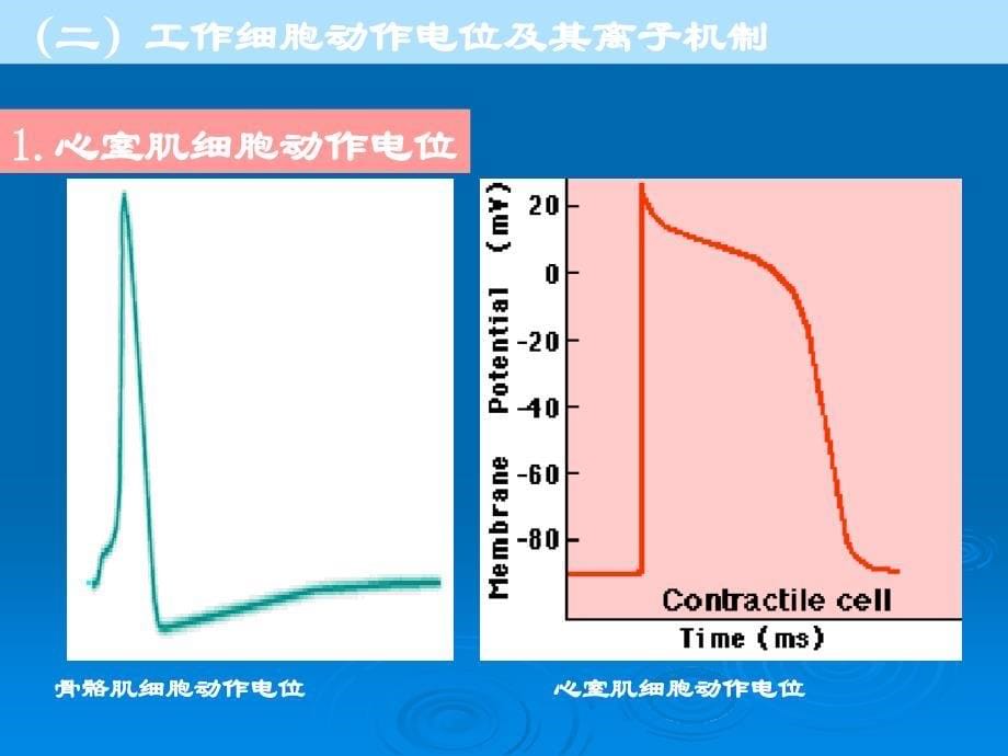 心肌细胞的电活动_第5页