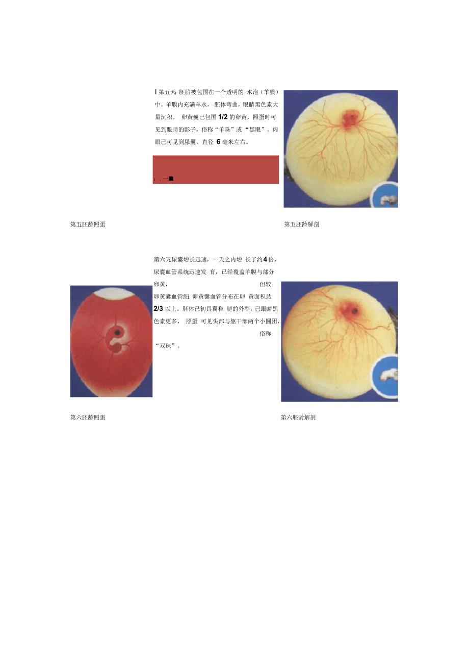 胚胎照蛋解剖图解_第4页