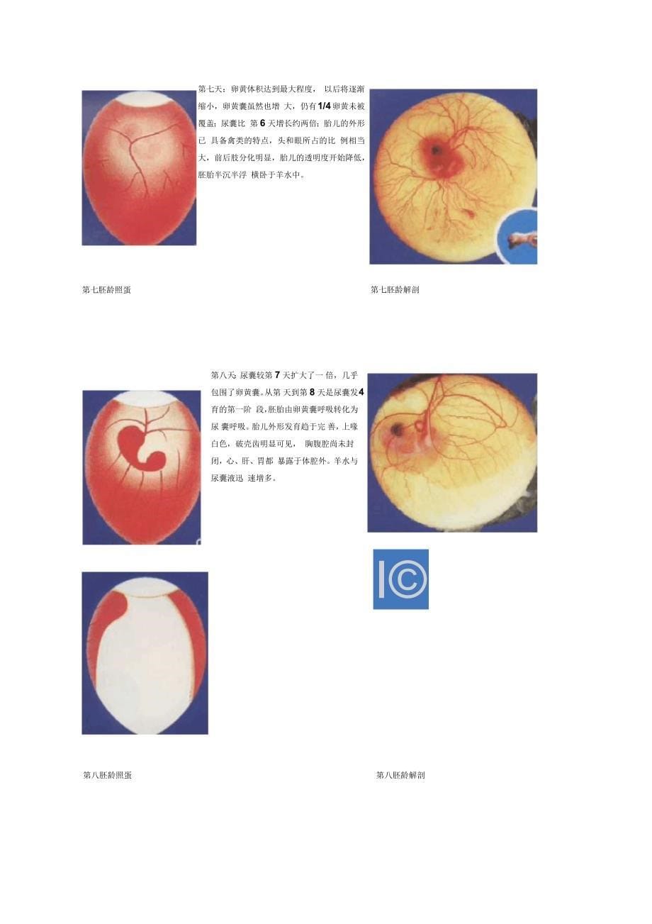 胚胎照蛋解剖图解_第5页