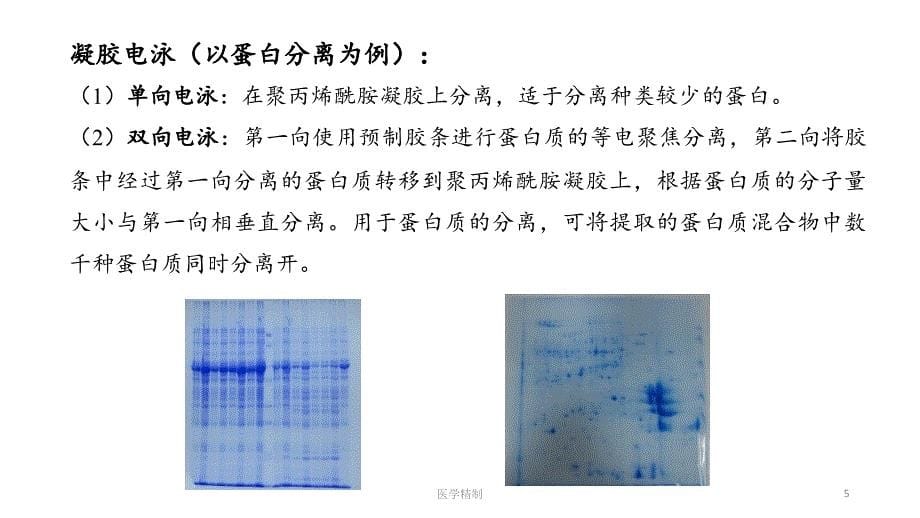 蛋白电泳与转膜[内容充实]_第5页