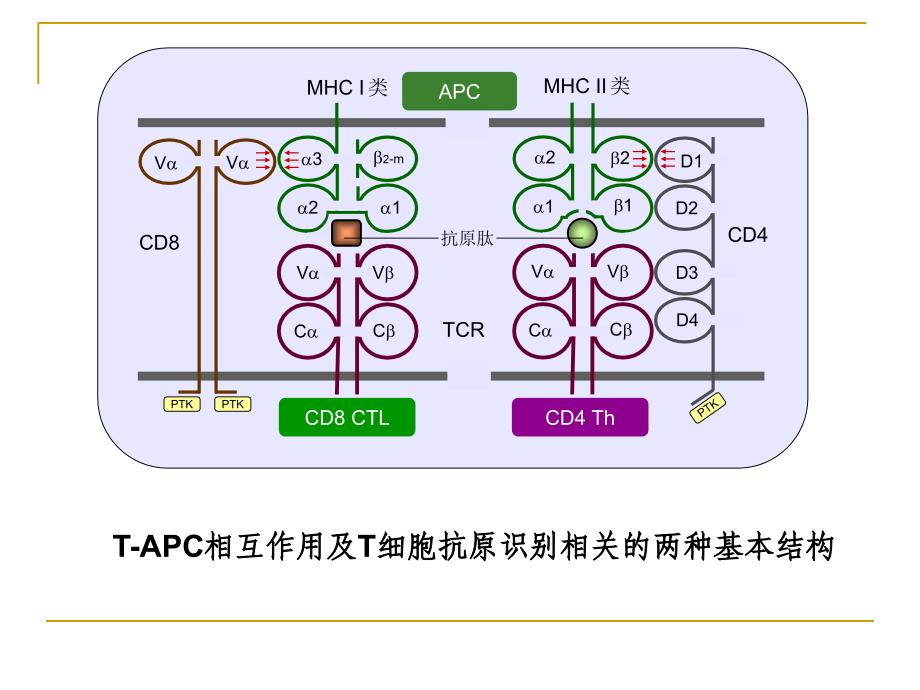 医学免疫学课件：09 APC_第4页