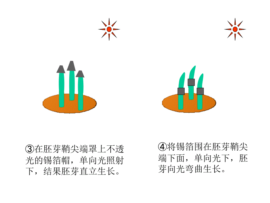 植物活命活动_第3页