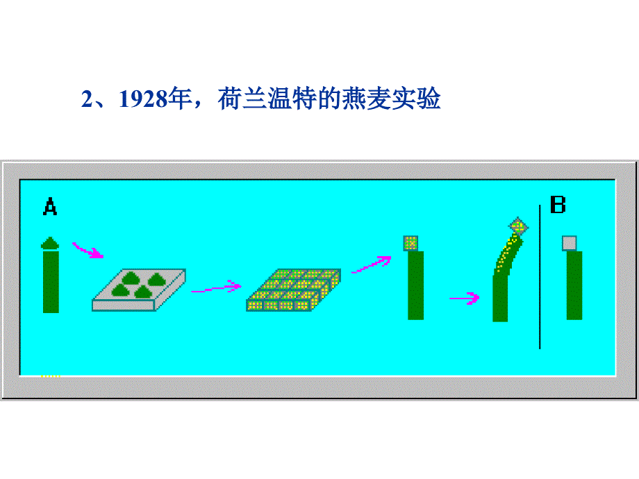 植物活命活动_第4页