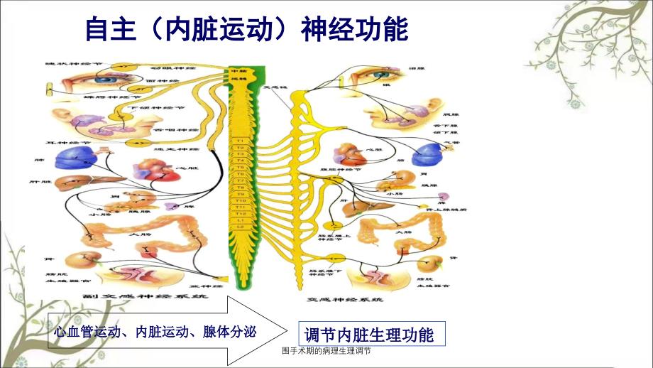 围手术期的病理生理调节_第4页