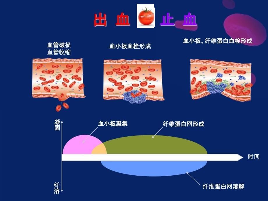 医学专题：止血经典--巴泉1_第5页