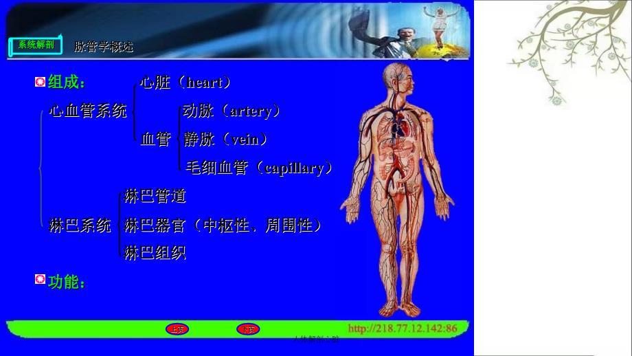 人体解剖心脏课件_第3页