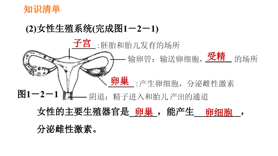 人教版七年级下册生物 第1章 4.1.2 人的生殖 习题课件2_第3页