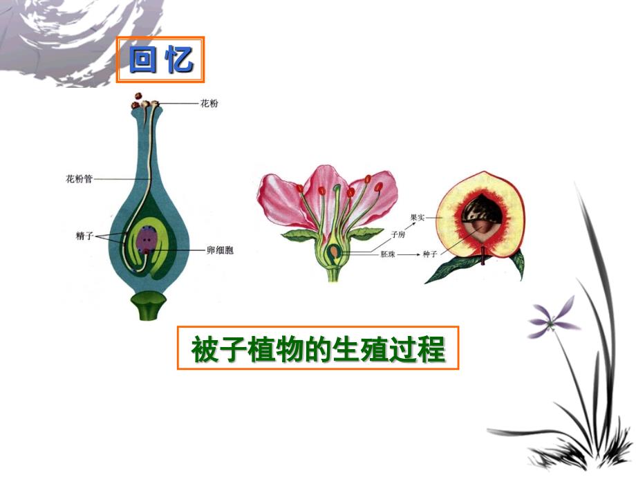 人的生殖PPT课件_第3页