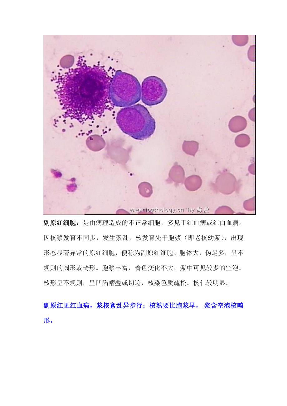 血液学图谱(基础部分).doc_第2页