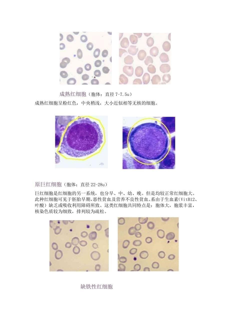血液学图谱(基础部分).doc_第5页