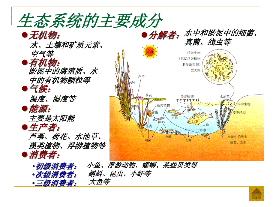 第一节生态系统的营养结构_第3页