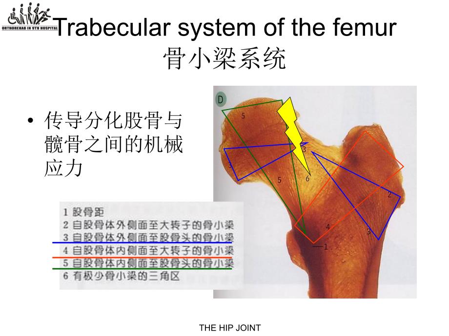 股骨颈骨折的围手术期康复潘进社1_第2页