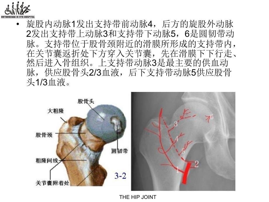 股骨颈骨折的围手术期康复潘进社1_第5页