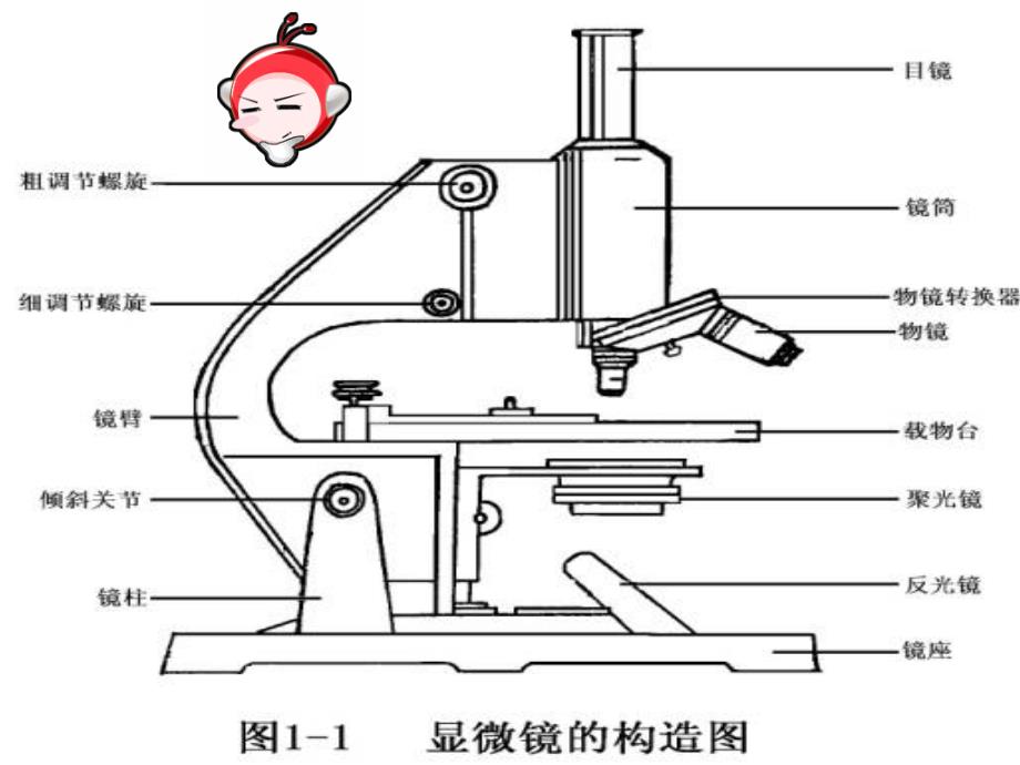 用显微镜观察_第3页