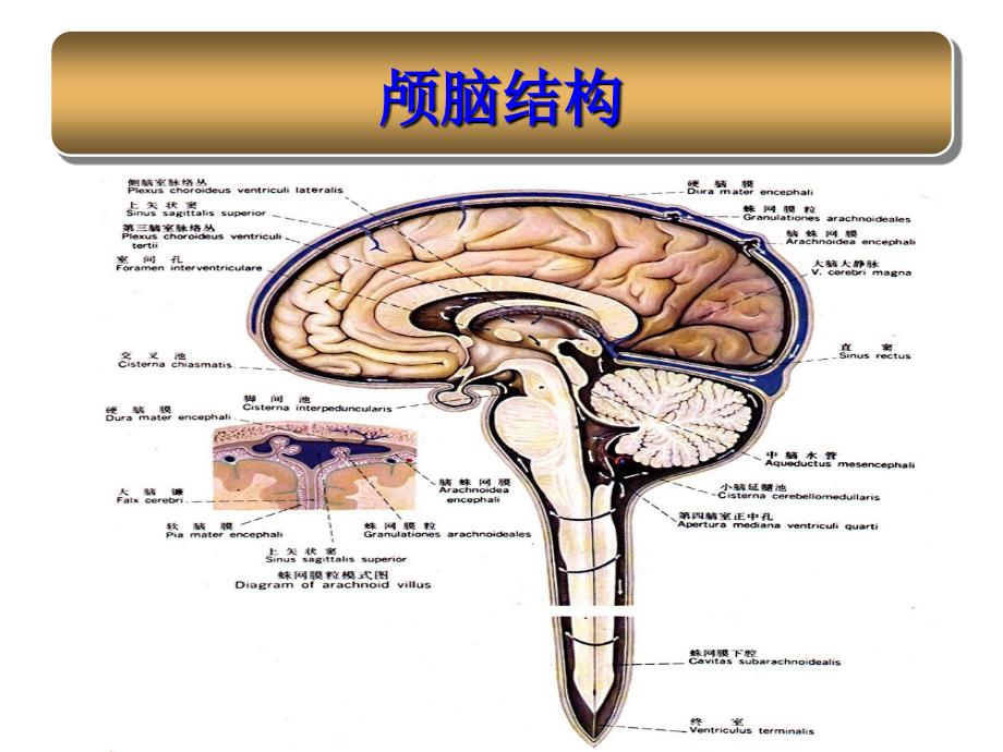 蛛网膜下腔出血护理_第2页